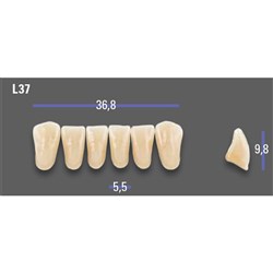 MFT Lower Anterior 3D MASTER Shade 2M1 Mould L37 x6