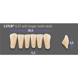 MFT Lower Anterior 3D MASTER Shade 3L15 Mould L37LN x6