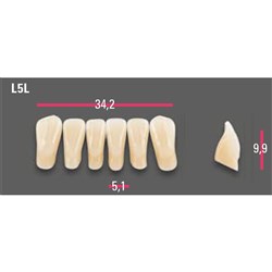 Vitapan Anterior Shade A2 Lower Mould L5L Set 6
