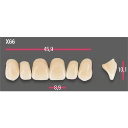 Vitapan Anterior Shade A3 Upper Mould X66 Set 6