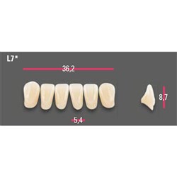 Vitapan Anterior Shade A4 Lower Mould L7 Set 6
