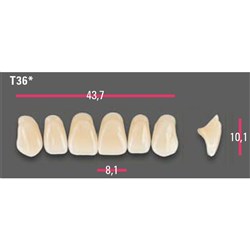 Vitapan Anterior Shade B2 Upper Mould T36 Set 6