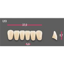 Vitapan Anterior Shade C1 Lower Mould L13 Set 6
