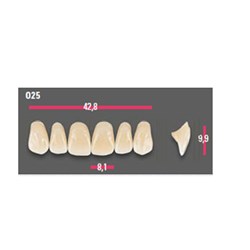 Vitapan Anterior Shade C1 Upper Mould O25 Set 6