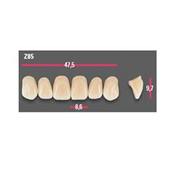 Vitapan Anterior Shade C1 Upper Mould Z85 Set 6