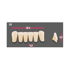 Vitapan Anterior Shade C4 Lower Mould L8 Set 6