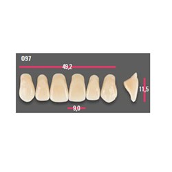 Vitapan Anterior Shade C4 Upper Mould O97 Set 6