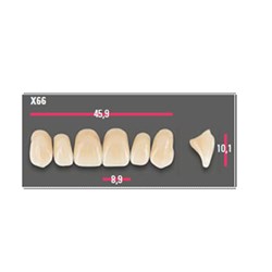 Vitapan Anterior Shade C4 Upper Mould X66 Set 6