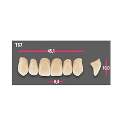Vitapan Anterior Shade D4 Upper Mould T67 Set 6