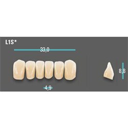 Physiodens Anterior Shade A2 Lower Mould L1S Set 6