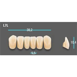 Physiodens Anterior Shade A3 Lower Mould L7L Set 6