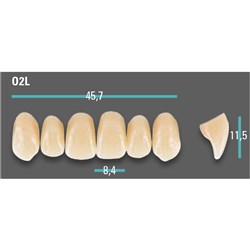 Physiodens Anterior Shade C1 Upper Mould O2L Set 6