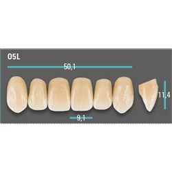 Physiodens Classical Anterior Shade D3 Upper Mould O5L Set 6