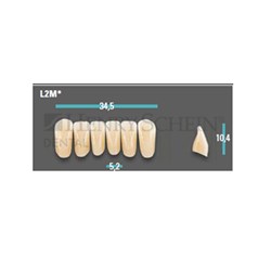 Physiodens Classical Anterior Shade D4 Lower Mould L2M Set 6