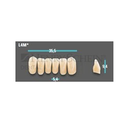 Physiodens Classical Anterior Shade D4 Lower Mould L4M Set 6