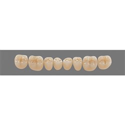 Physiodens 3D Posterior Shade 1M1 Lower Mould 20EL Set 6
