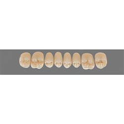 Physiodens 3D Posterior Shade 1M1 Upper Mould 20EU Set 6