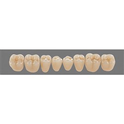 Physiodens 3D Posterior Shade 2M1 Lower Mould 23EL Set 6