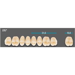 VITA Lingoform Upper Posterior Shade B3 Mould 22L Classical