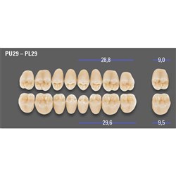MFT Lower Posterior 3D MASTER Shade 4L15 Mould PL29 x8