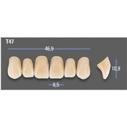 VITAPAN EXCELL Classical Upper Anterior Shade C4 Mould T47